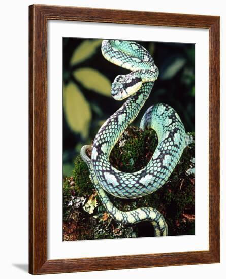 Sri Lankan Palm Viper, Native to Sri Lanka-David Northcott-Framed Photographic Print