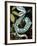 Sri Lankan Palm Viper, Native to Sri Lanka-David Northcott-Framed Photographic Print