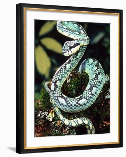 Sri Lankan Palm Viper, Native to Sri Lanka-David Northcott-Framed Photographic Print