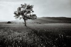 Spooky Abstract Black and White Tree Silhouette in Sunrise Time-SSokolov-Laminated Photographic Print