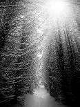 Black and White Winter Forest, Vertical Landscape-SSokolov-Photographic Print