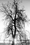 Spooky Abstract Black and White Tree Silhouette in Sunrise Time-SSokolov-Photographic Print