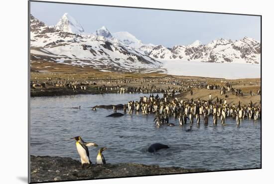 St. Andrew's Bay, South Georgia Island. King Penguins Cross a Stream-Jaynes Gallery-Mounted Photographic Print