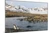 St. Andrew's Bay, South Georgia Island. King Penguins Cross a Stream-Jaynes Gallery-Mounted Photographic Print