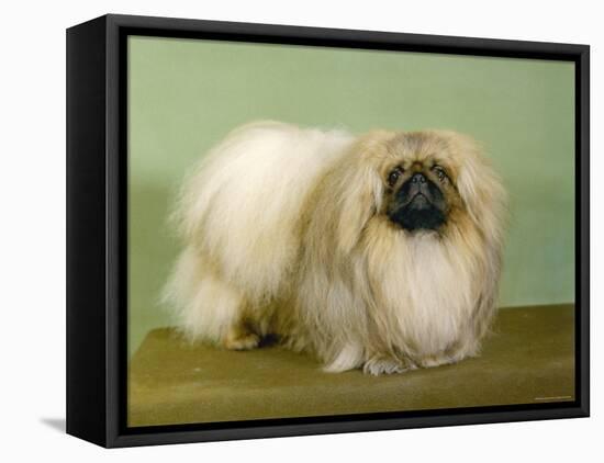 St. Aubrey Pai Foo of Wychstock Owned by Taylor and Aubrey- Jones-null-Framed Premier Image Canvas