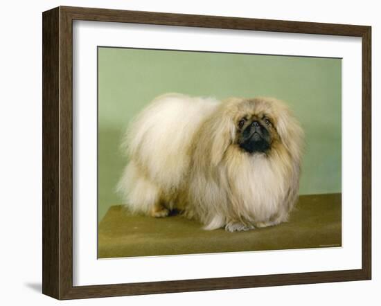 St. Aubrey Pai Foo of Wychstock Owned by Taylor and Aubrey- Jones-null-Framed Photographic Print