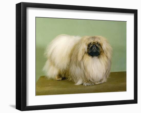 St. Aubrey Pai Foo of Wychstock Owned by Taylor and Aubrey- Jones-null-Framed Photographic Print