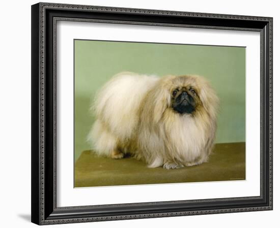St. Aubrey Pai Foo of Wychstock Owned by Taylor and Aubrey- Jones-null-Framed Photographic Print