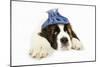 St Bernard Dog 14 Week Old Puppy with Ice Pack on His Head-null-Mounted Photographic Print