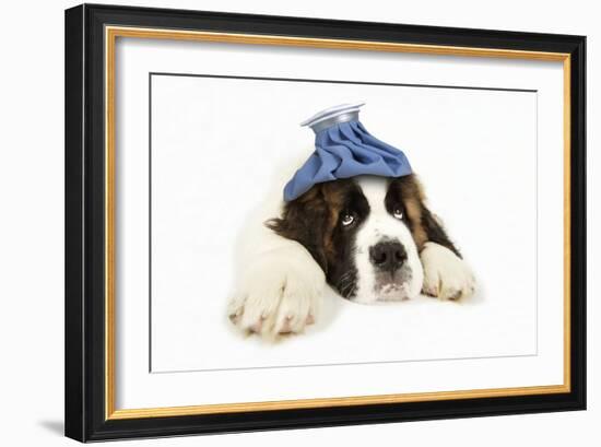 St Bernard Dog 14 Week Old Puppy with Ice Pack on His Head-null-Framed Photographic Print