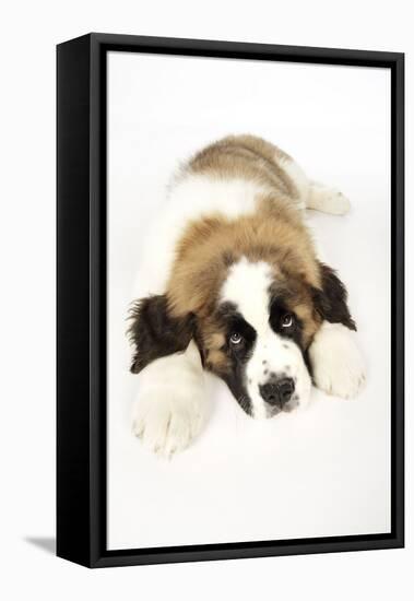St Bernard Dog 14 Week Old Puppy-null-Framed Premier Image Canvas