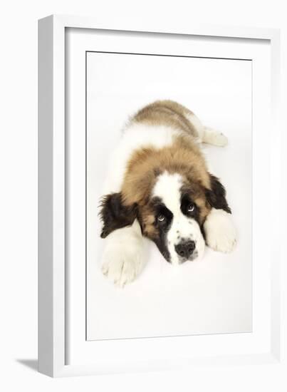 St Bernard Dog 14 Week Old Puppy-null-Framed Photographic Print