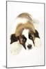 St Bernard Dog 14 Week Old Puppy-null-Mounted Photographic Print