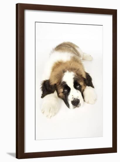 St Bernard Dog 14 Week Old Puppy-null-Framed Photographic Print