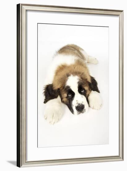 St Bernard Dog 14 Week Old Puppy-null-Framed Photographic Print