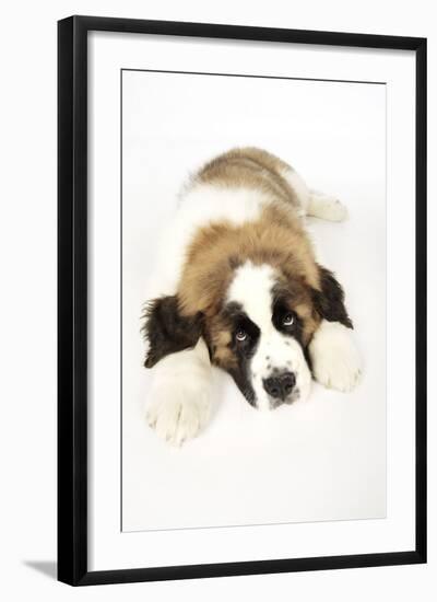 St Bernard Dog 14 Week Old Puppy-null-Framed Photographic Print