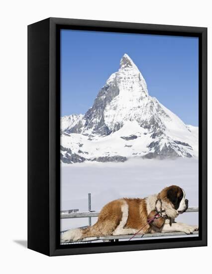 St. Bernard Dog and Matterhorn From Atop Gornergrat, Switzerland, Europe-Michael DeFreitas-Framed Premier Image Canvas