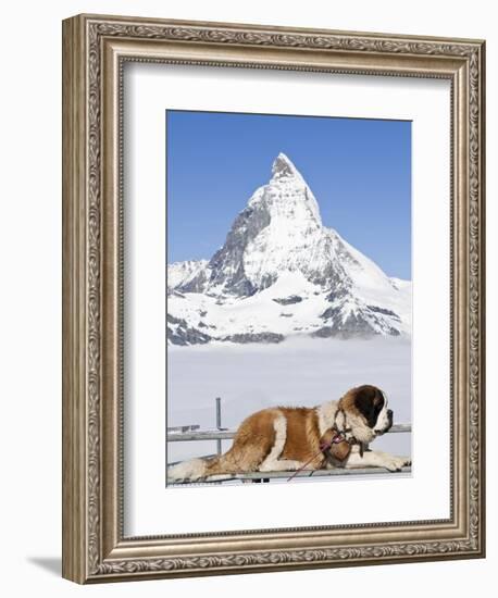 St. Bernard Dog and Matterhorn From Atop Gornergrat, Switzerland, Europe-Michael DeFreitas-Framed Photographic Print