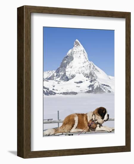 St. Bernard Dog and Matterhorn From Atop Gornergrat, Switzerland, Europe-Michael DeFreitas-Framed Photographic Print