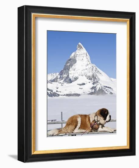 St. Bernard Dog and Matterhorn From Atop Gornergrat, Switzerland, Europe-Michael DeFreitas-Framed Photographic Print