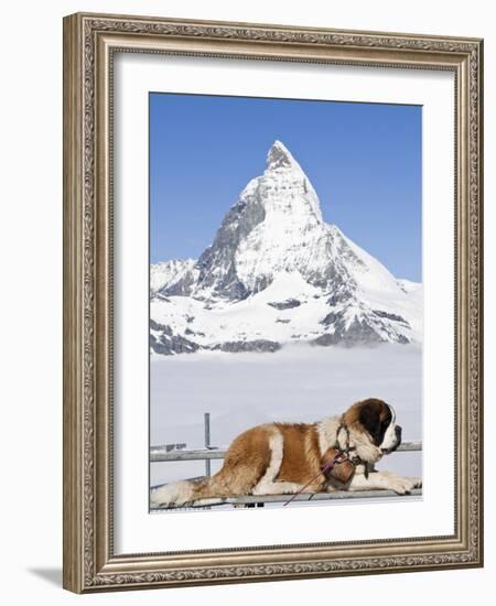 St. Bernard Dog and Matterhorn From Atop Gornergrat, Switzerland, Europe-Michael DeFreitas-Framed Photographic Print