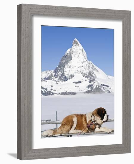 St. Bernard Dog and Matterhorn From Atop Gornergrat, Switzerland, Europe-Michael DeFreitas-Framed Photographic Print