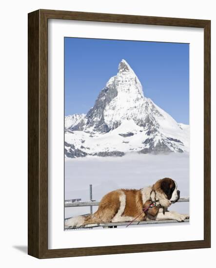 St. Bernard Dog and Matterhorn From Atop Gornergrat, Switzerland, Europe-Michael DeFreitas-Framed Photographic Print