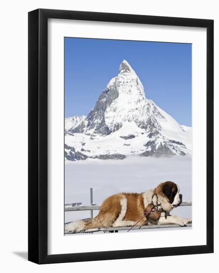 St. Bernard Dog and Matterhorn From Atop Gornergrat, Switzerland, Europe-Michael DeFreitas-Framed Photographic Print