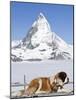 St. Bernard Dog and Matterhorn From Atop Gornergrat, Switzerland, Europe-Michael DeFreitas-Mounted Photographic Print