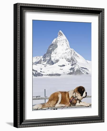 St. Bernard Dog and Matterhorn From Atop Gornergrat, Switzerland, Europe-Michael DeFreitas-Framed Photographic Print