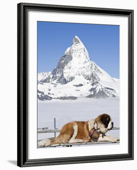 St. Bernard Dog and Matterhorn From Atop Gornergrat, Switzerland, Europe-Michael DeFreitas-Framed Photographic Print