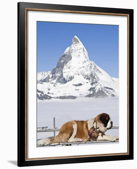 St. Bernard Dog and Matterhorn From Atop Gornergrat, Switzerland, Europe-Michael DeFreitas-Framed Photographic Print