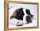St. Bernard Dog, September 1976-null-Framed Premier Image Canvas