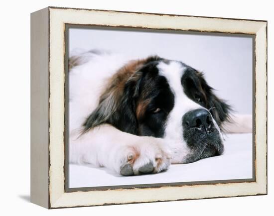 St. Bernard Dog, September 1976-null-Framed Premier Image Canvas