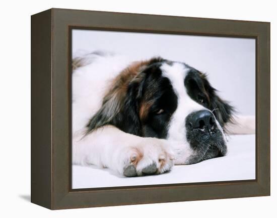 St. Bernard Dog, September 1976-null-Framed Premier Image Canvas