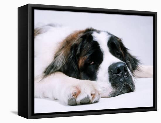 St. Bernard Dog, September 1976-null-Framed Premier Image Canvas