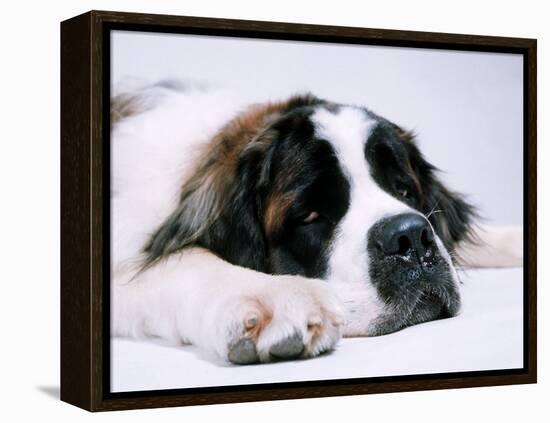 St. Bernard Dog, September 1976-null-Framed Premier Image Canvas