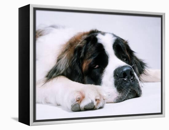 St. Bernard Dog, September 1976-null-Framed Premier Image Canvas