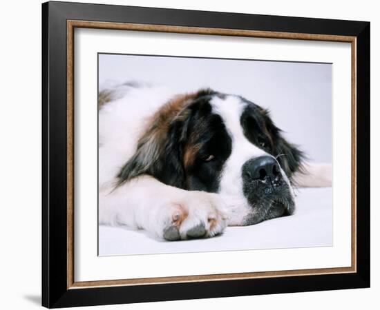 St. Bernard Dog, September 1976-null-Framed Photographic Print