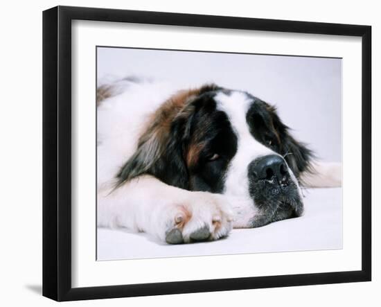 St. Bernard Dog, September 1976-null-Framed Photographic Print