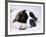 St. Bernard Dog, September 1976-null-Framed Photographic Print