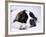 St. Bernard Dog, September 1976-null-Framed Photographic Print