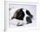 St. Bernard Dog, September 1976-null-Framed Photographic Print