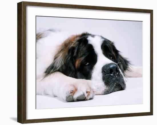 St. Bernard Dog, September 1976-null-Framed Photographic Print