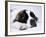 St. Bernard Dog, September 1976-null-Framed Photographic Print