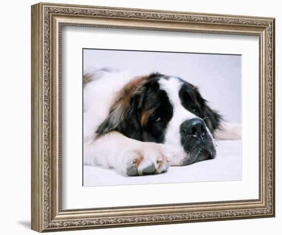 St. Bernard Dog, September 1976-null-Framed Photographic Print