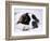 St. Bernard Dog, September 1976-null-Framed Photographic Print