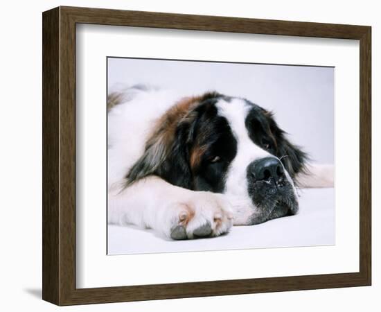 St. Bernard Dog, September 1976-null-Framed Photographic Print