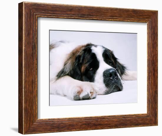 St. Bernard Dog, September 1976-null-Framed Photographic Print