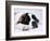 St. Bernard Dog, September 1976-null-Framed Photographic Print